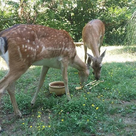 Cascina Bricco Διαμέρισμα Ovada Εξωτερικό φωτογραφία